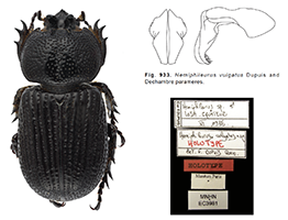 Phileurine with parameres and labels